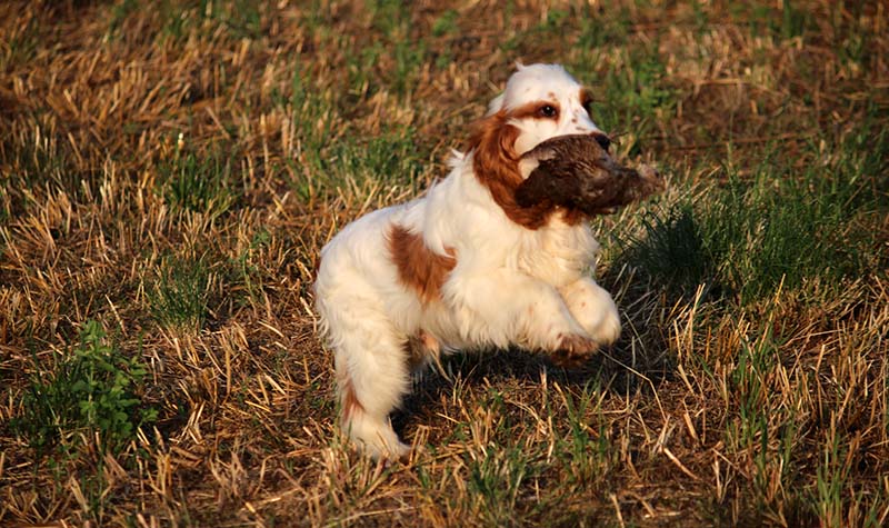 english cocker