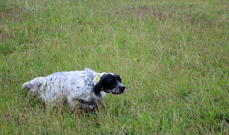 english setter