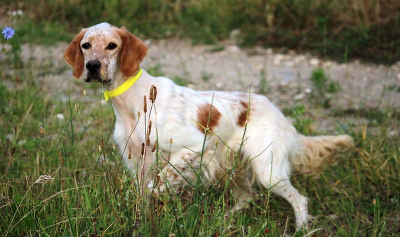 english setter