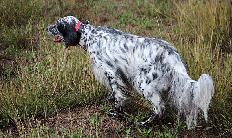 english pointer