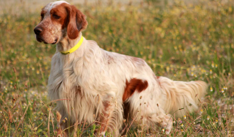 english setter